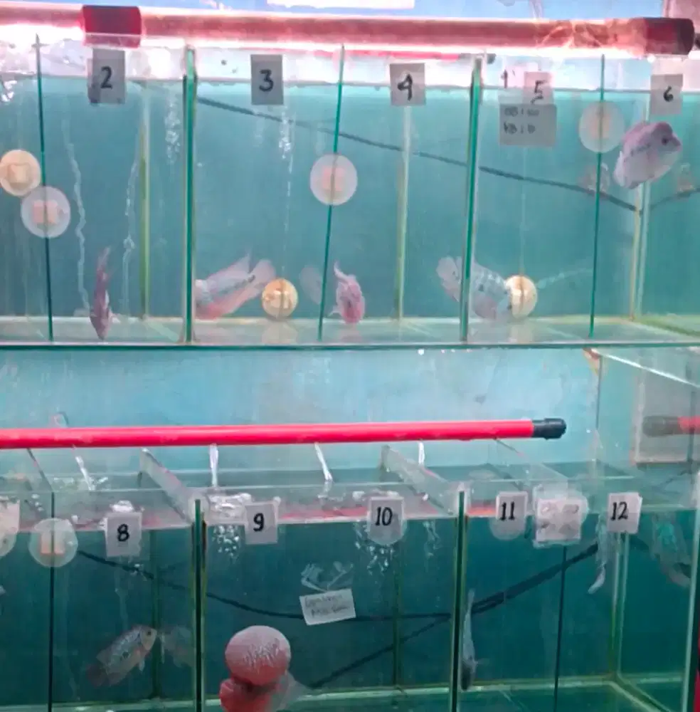 Lowongan kerja untuk toko offline dan online