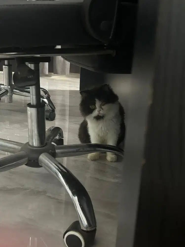 Kucing scottish straight longhair