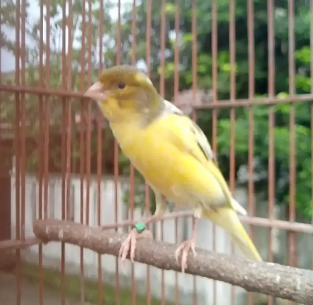 Kenari hybrid prospek