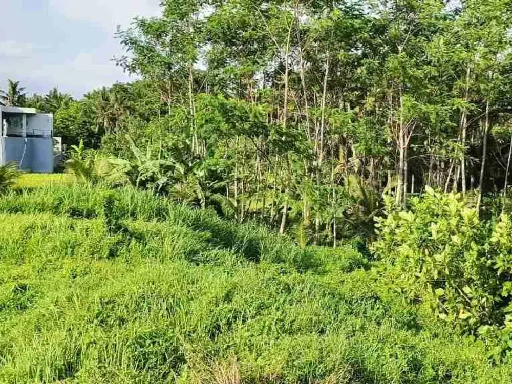 DIJUAL TANAH VIEW SAWAH, JUNGLE LOKASI LOD TUNDUH UBUD BALI