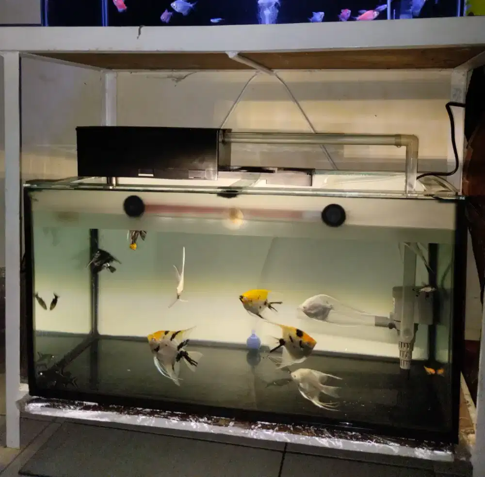 Mahar aja nih aqurium