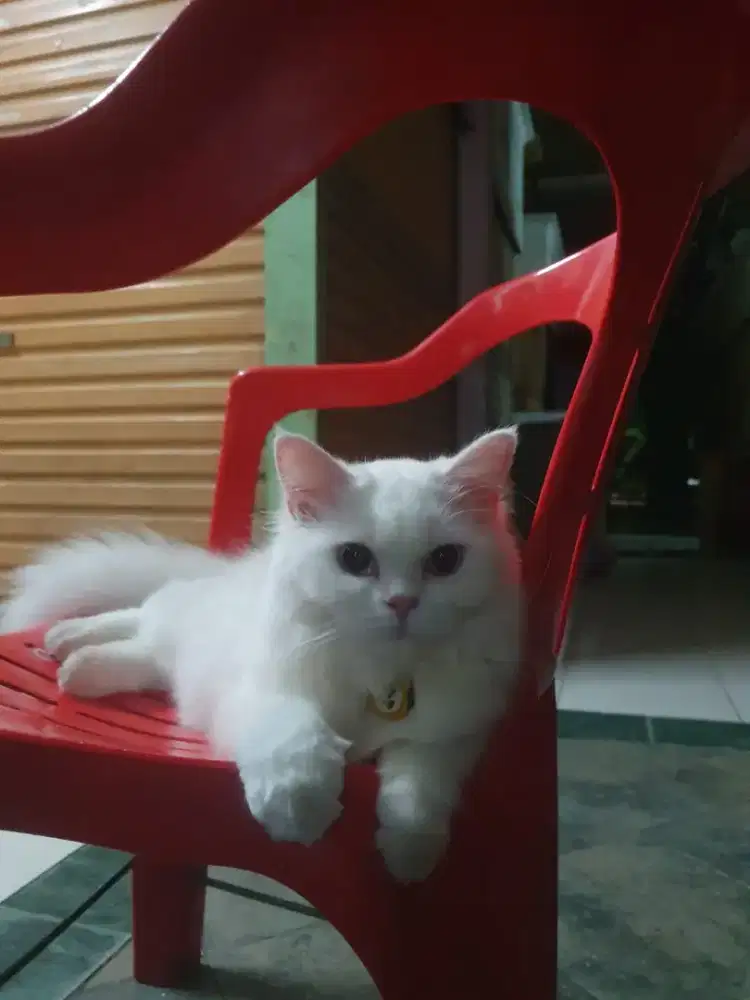 Kitten scotish fold borongan 1 krluarga plus indukan