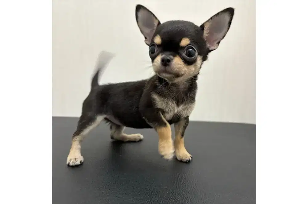 DIJUAL ANJING CHIHUAHUA