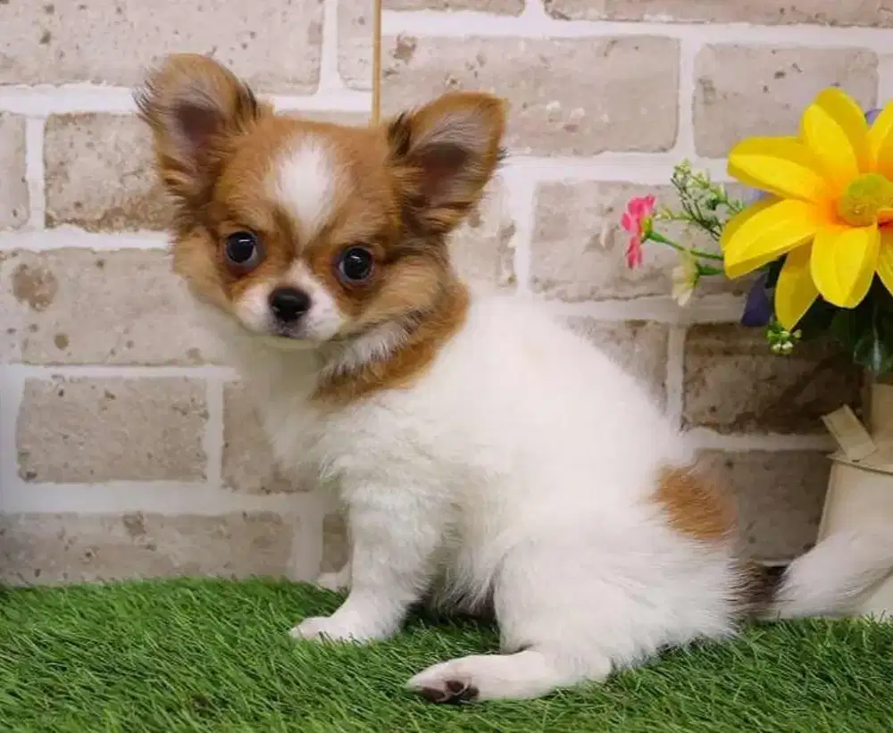 DIJUAL ANJING CHIHUAHUA