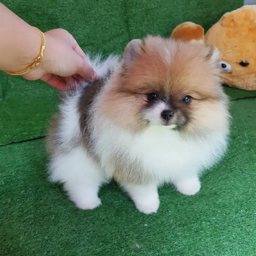 DIJUAL ANJING MINIPOM