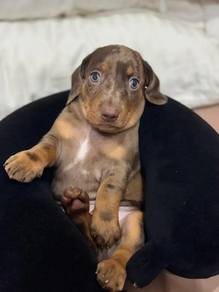 Open Adopt Pure Tekel Dapple