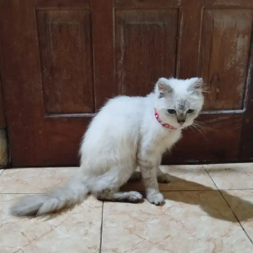 Kucing Mix himalaya dewasa