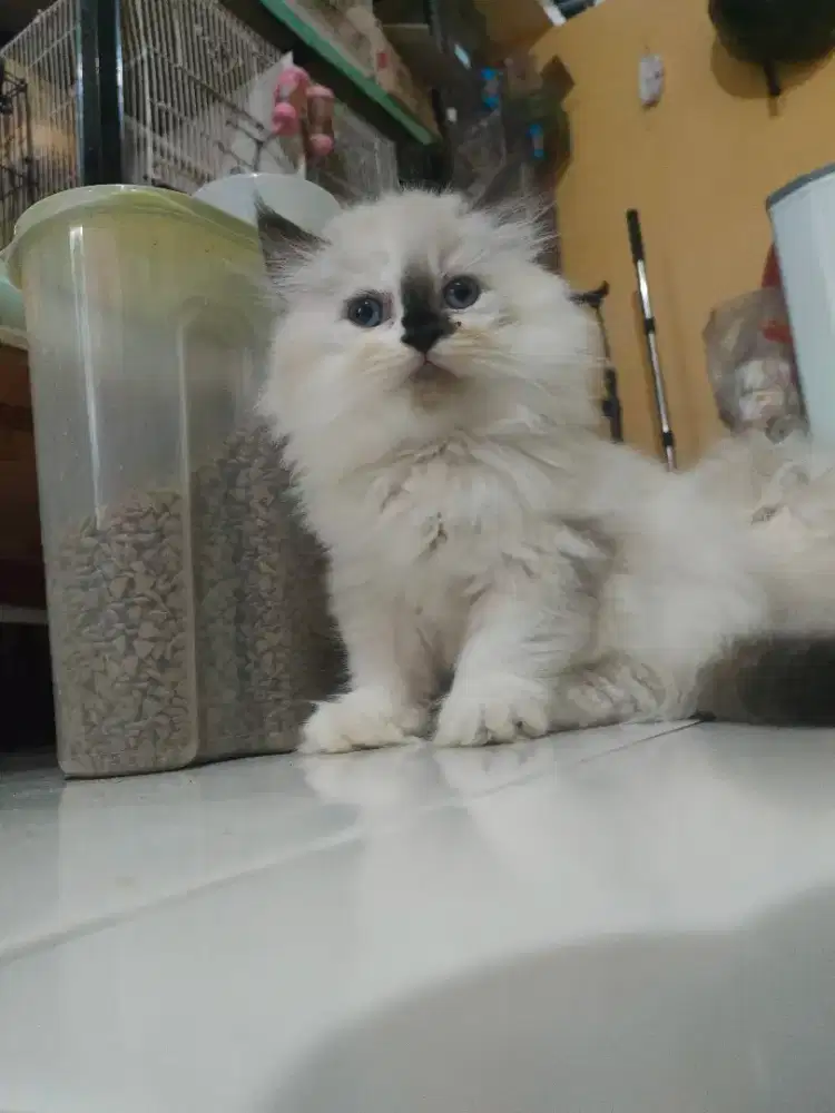 Ragdoll usia 2 bulan 3 hari jantan
