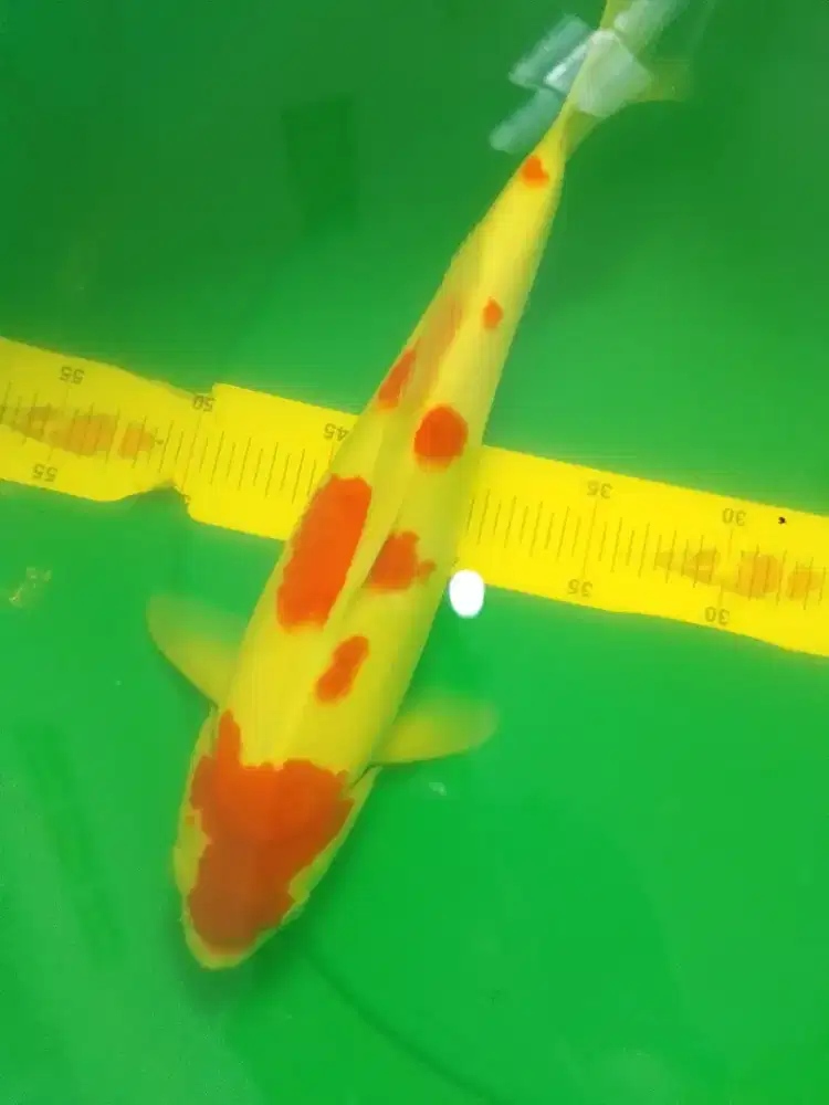 Ikan koi KOHAKU 39cm pola bagus warna strong