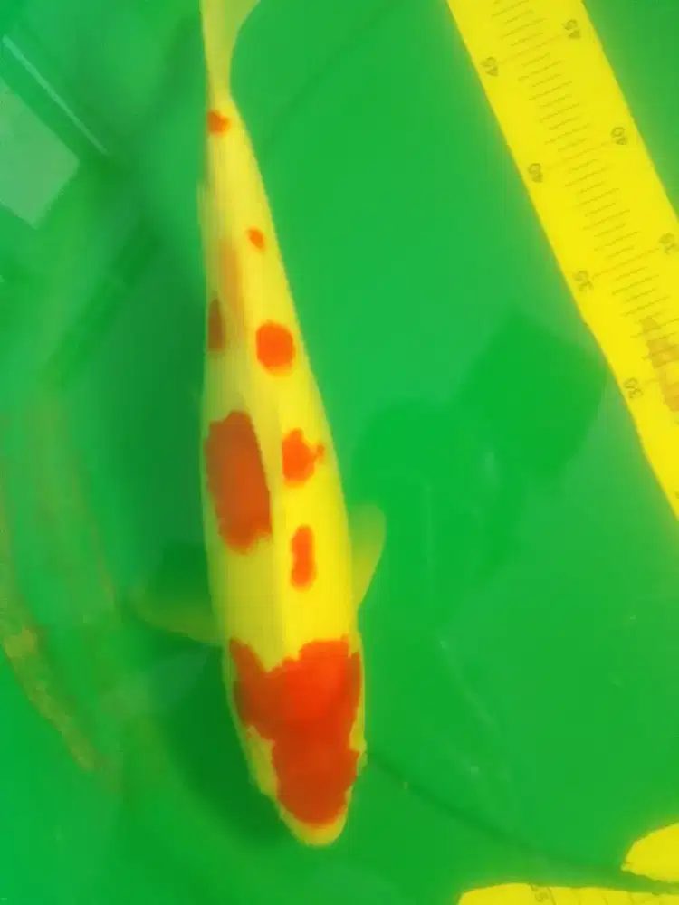 Ikan koi KOHAKU 39cm High Quality