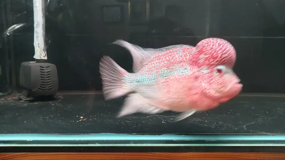 Louhan srd merah jumbo tinggal pajang