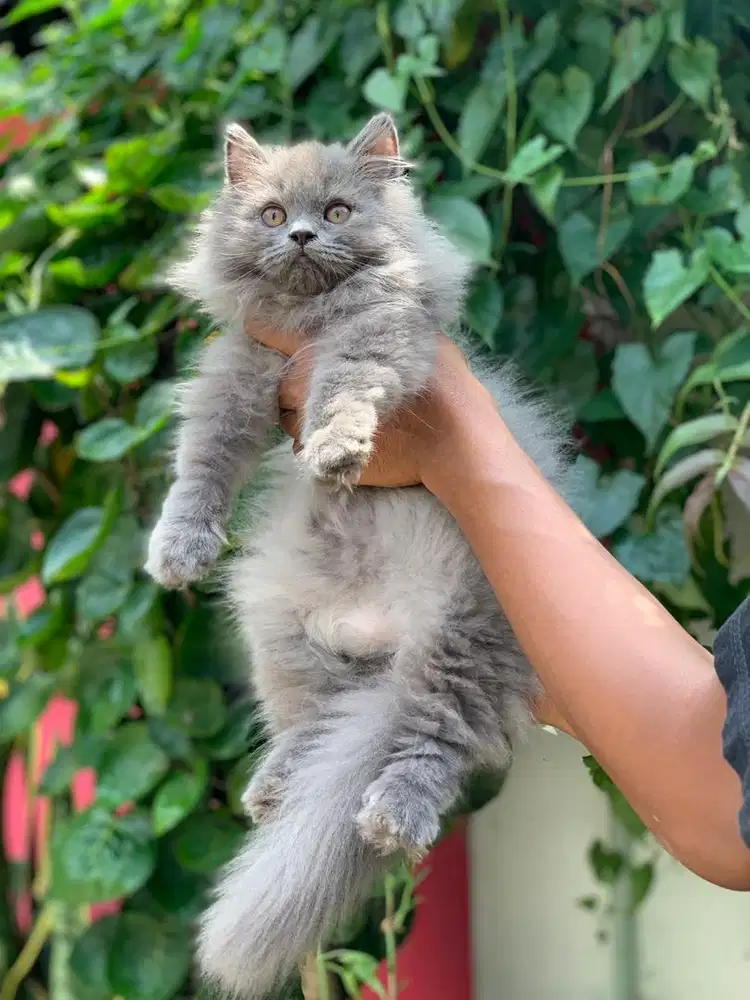 kucing british longhair bukan bsh