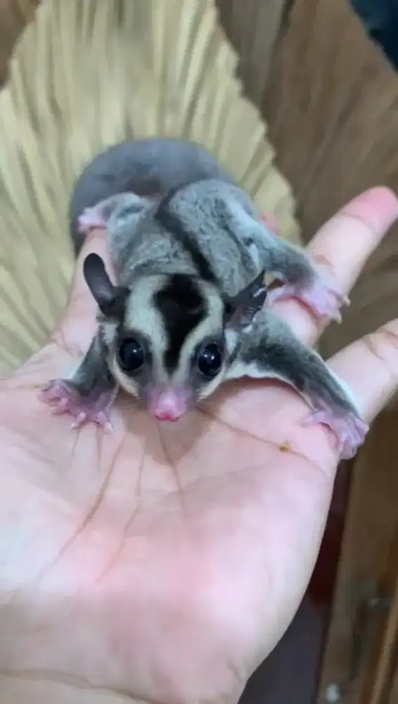 Sugarglider clasik 1,5 bulan