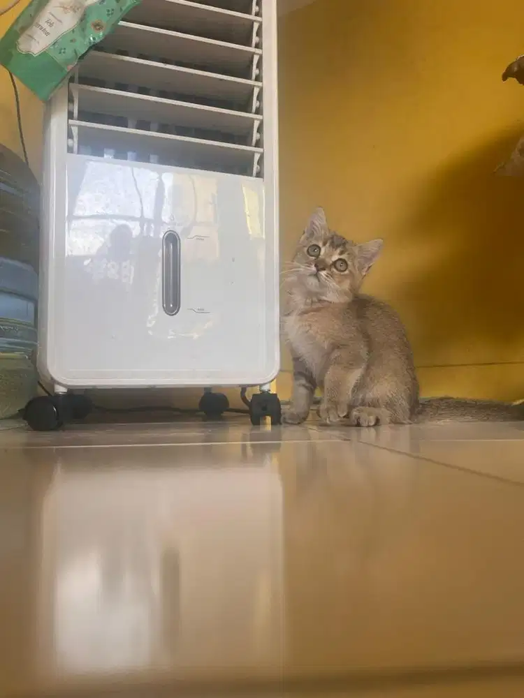 Kucing bsh golden mix munchkin