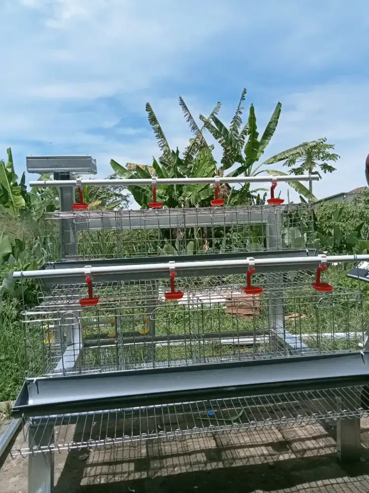 Kandang ayam fullset kapasitas 16 ekor