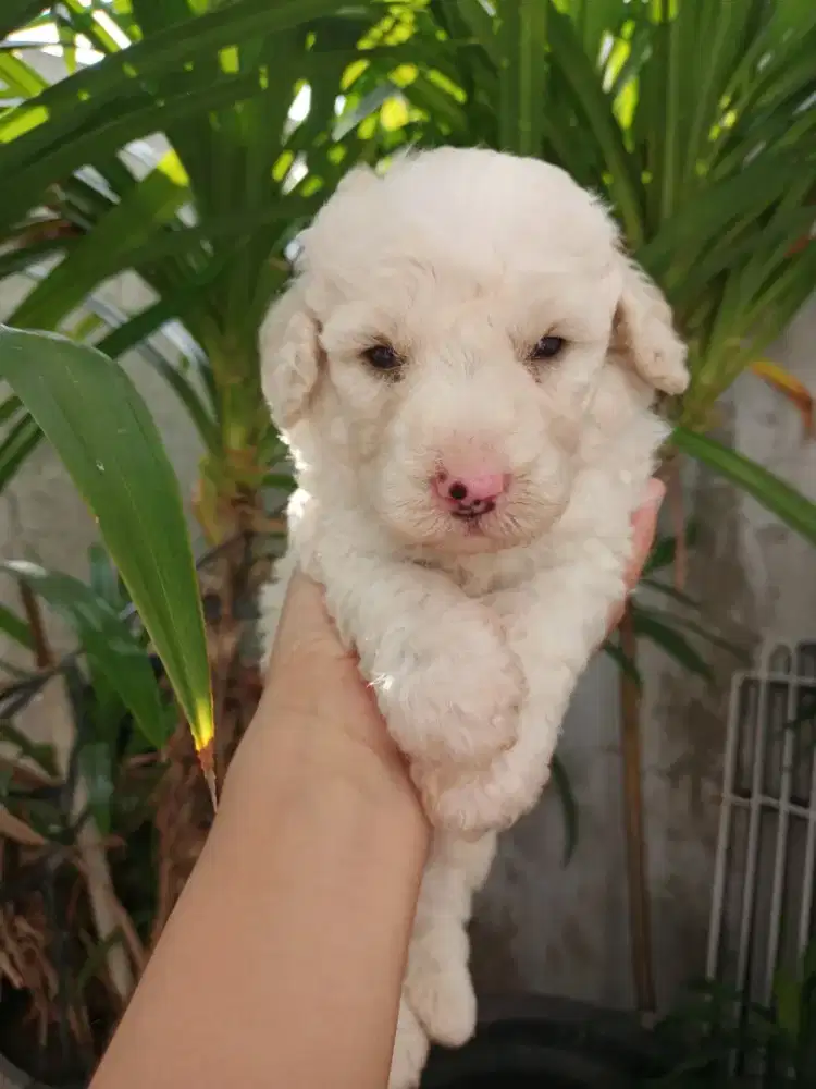 white poodle pupies