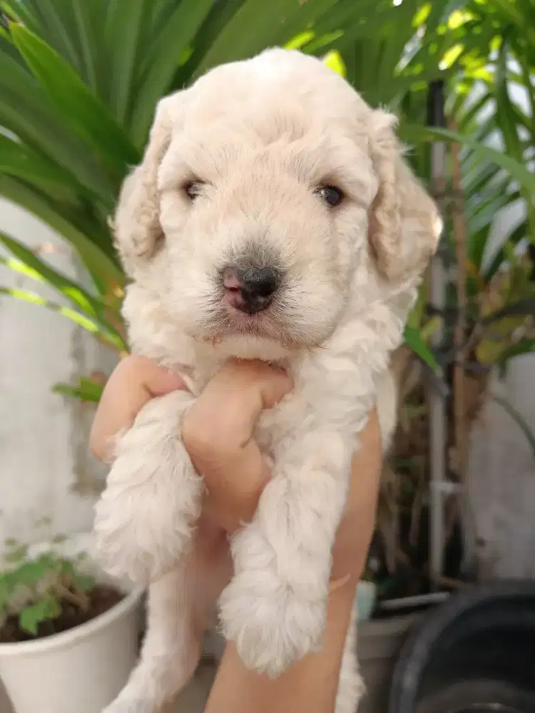 anakan poodle jantan