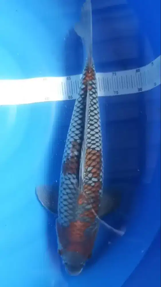 Ikan koi blitar Uchiba sigure 52cm Male