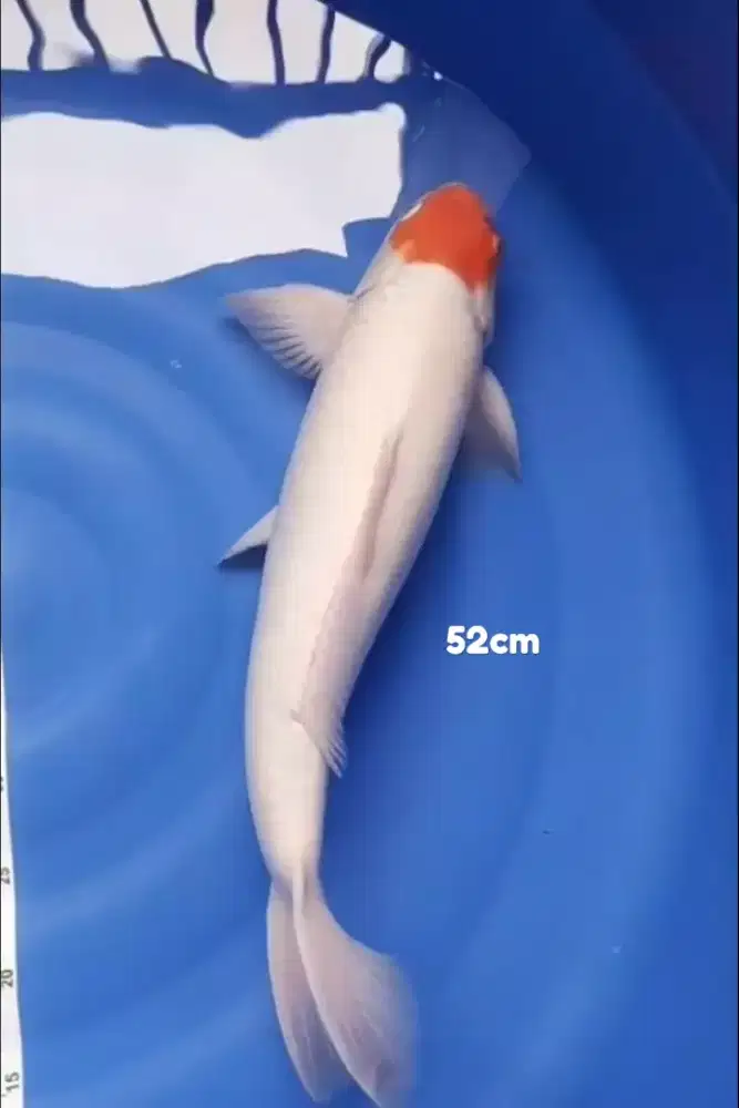 Ikan koi blitar Tancho Kohaku 52cm male