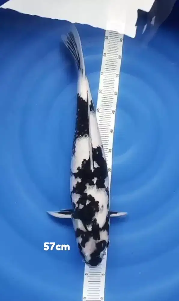 Ikan koi blitar Shiro utsuri 57cm Motogoro