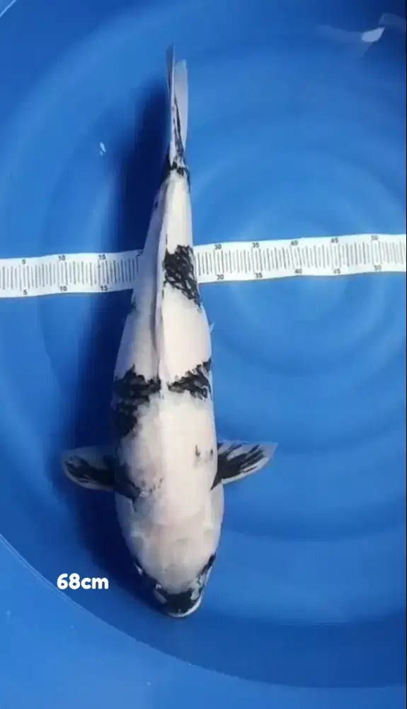 Ikan koi blitar Shiro utsuri 70bu Jumbo koi