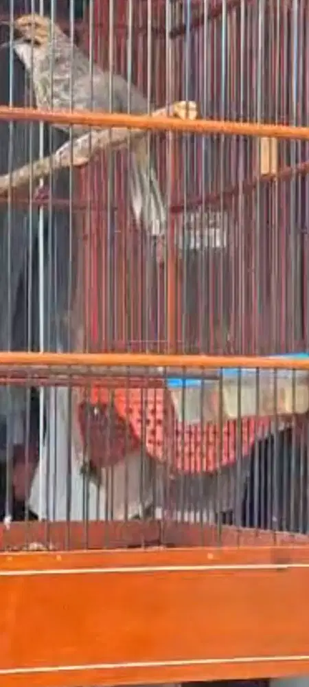 Jual 2 ekor cucakrawa Fullset