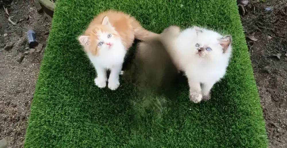 Kucing kitten persia flatnose / anggora / peaknose / himalaya