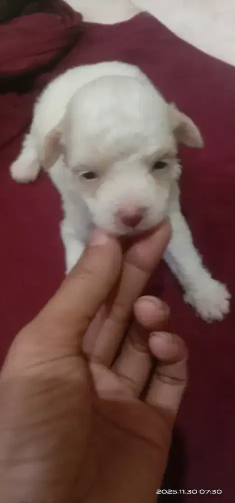 Puppy poodle party 3 Minggu