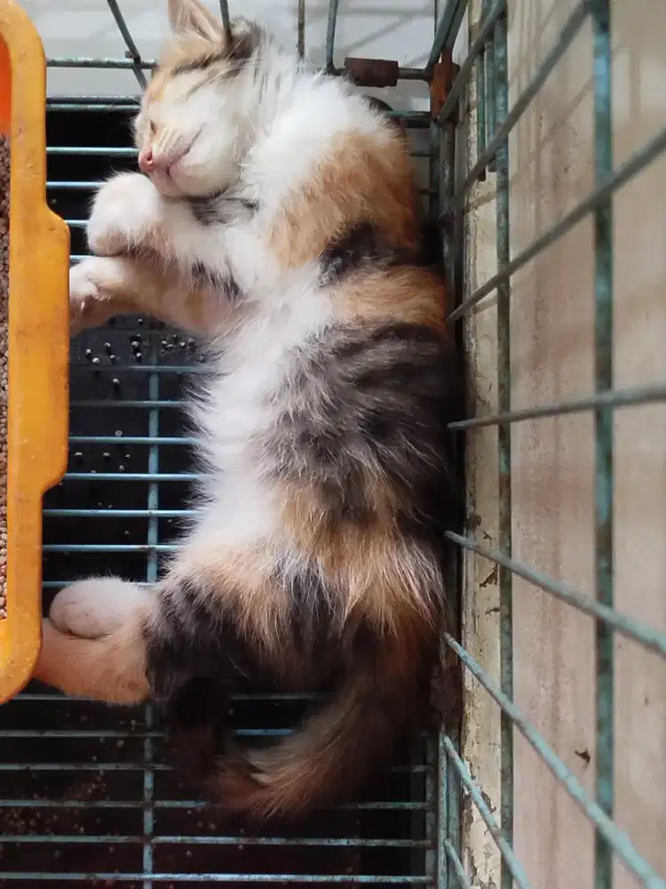 Persia 1 bulan sehat