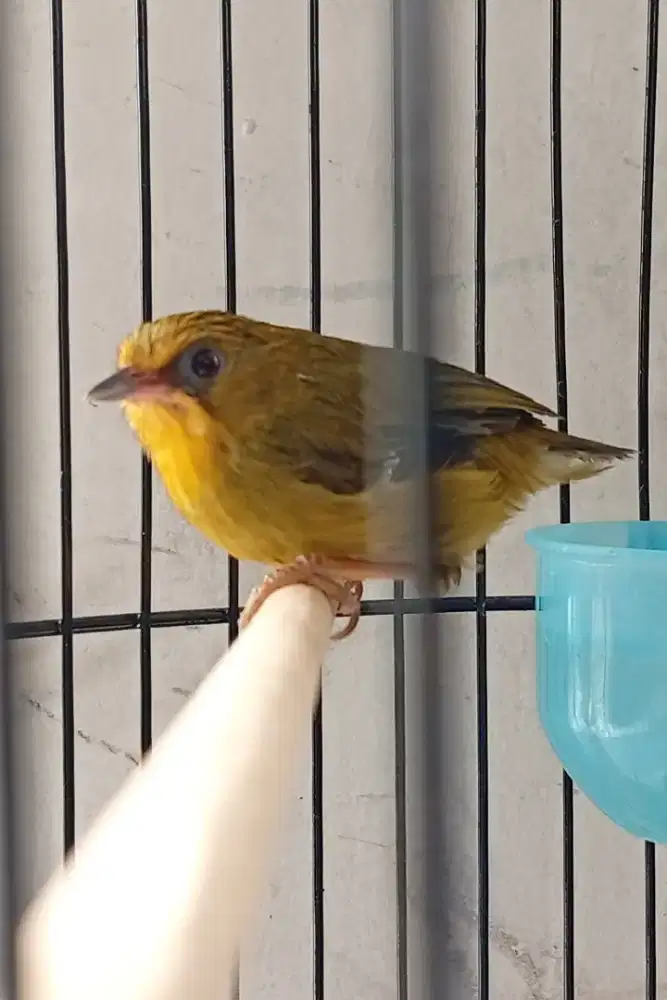 Burung masteran langka