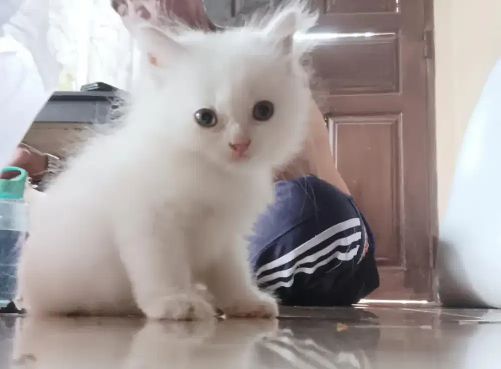 Jual Kucing Persia