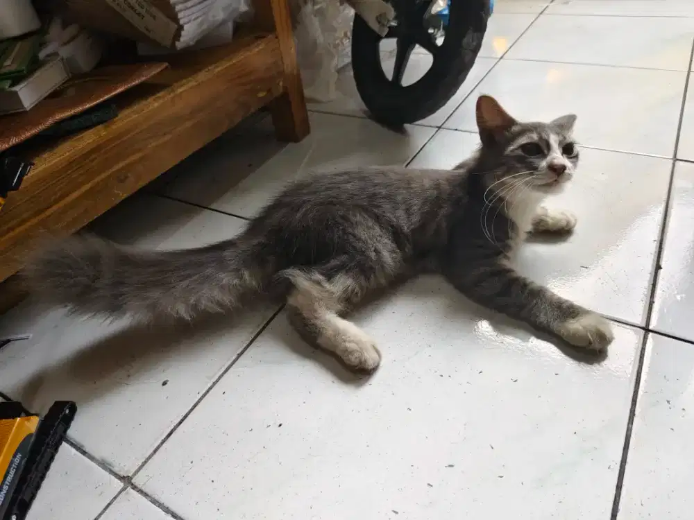 Anak kucing campuran persia