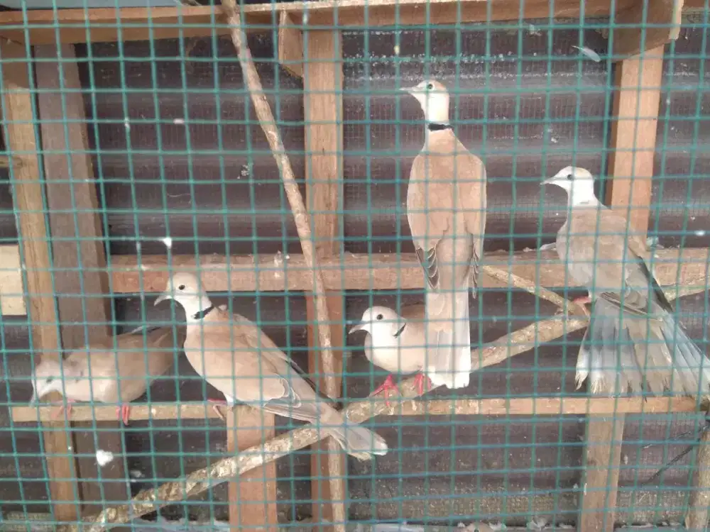 Burung Puter seekor