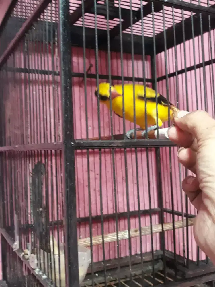 kepodang priangan masih muda udah bunyi