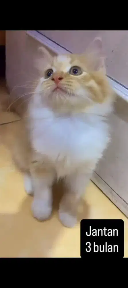 Kucing persia kitten