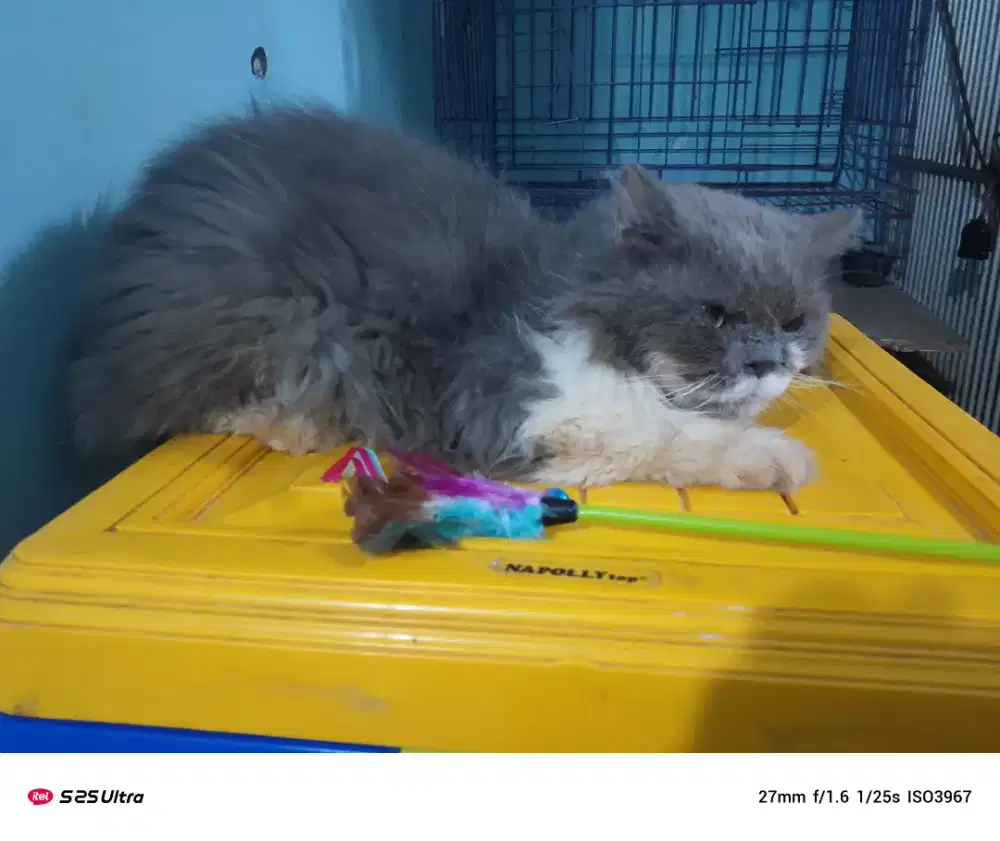 Persia flat LH grey and white