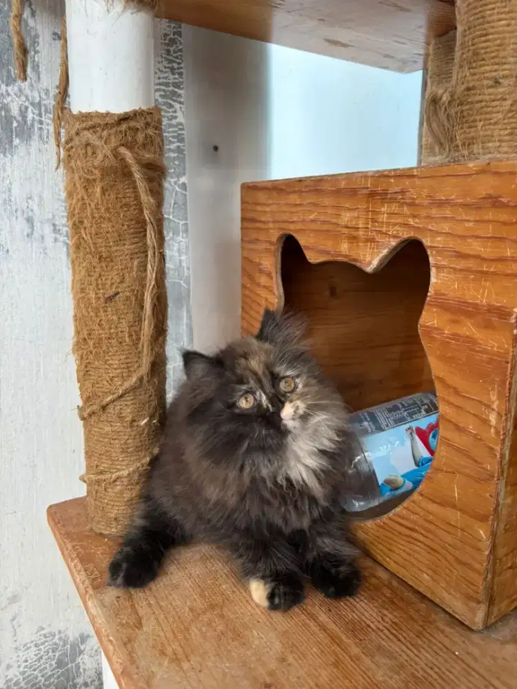 Kitten persia flatnose