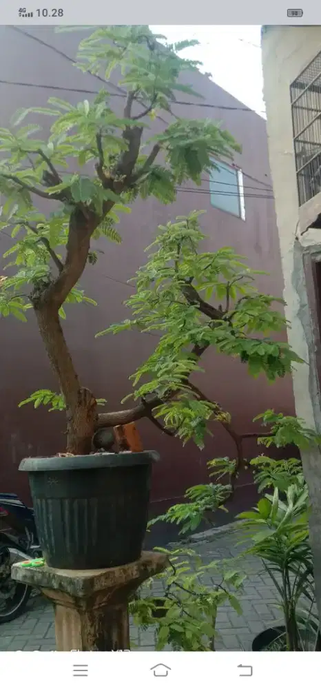 Jual bonsai asem dari cangkok