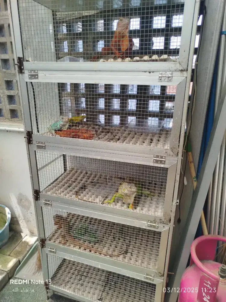 Iguana blue, albino, dan seper red