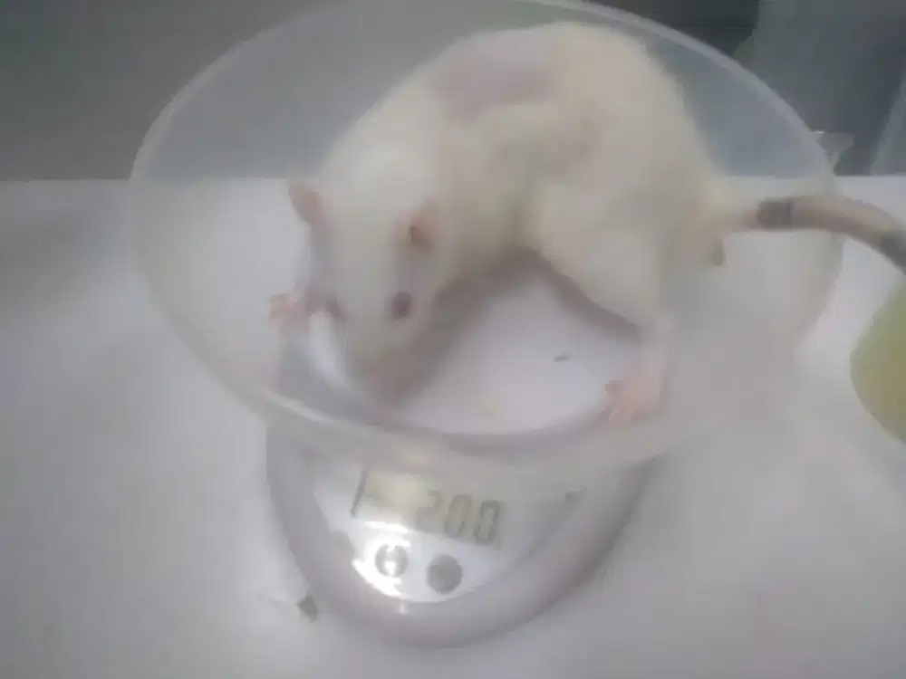 Tikus putih sehat