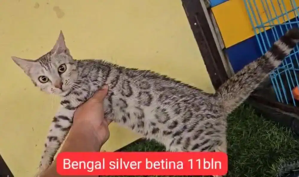 Kucing ras ben al bukan persia