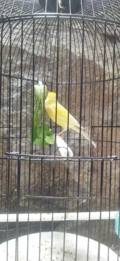 Kenari AF lumayan Gacor