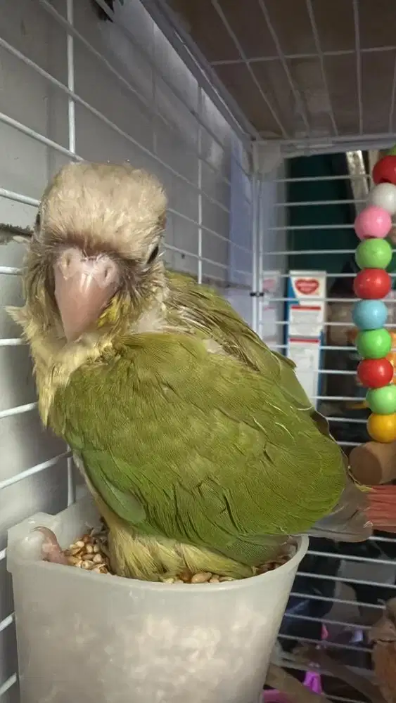 Cinamon conure baby DNA jantan