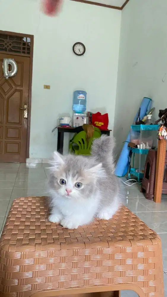 Kucing munchkin jantan