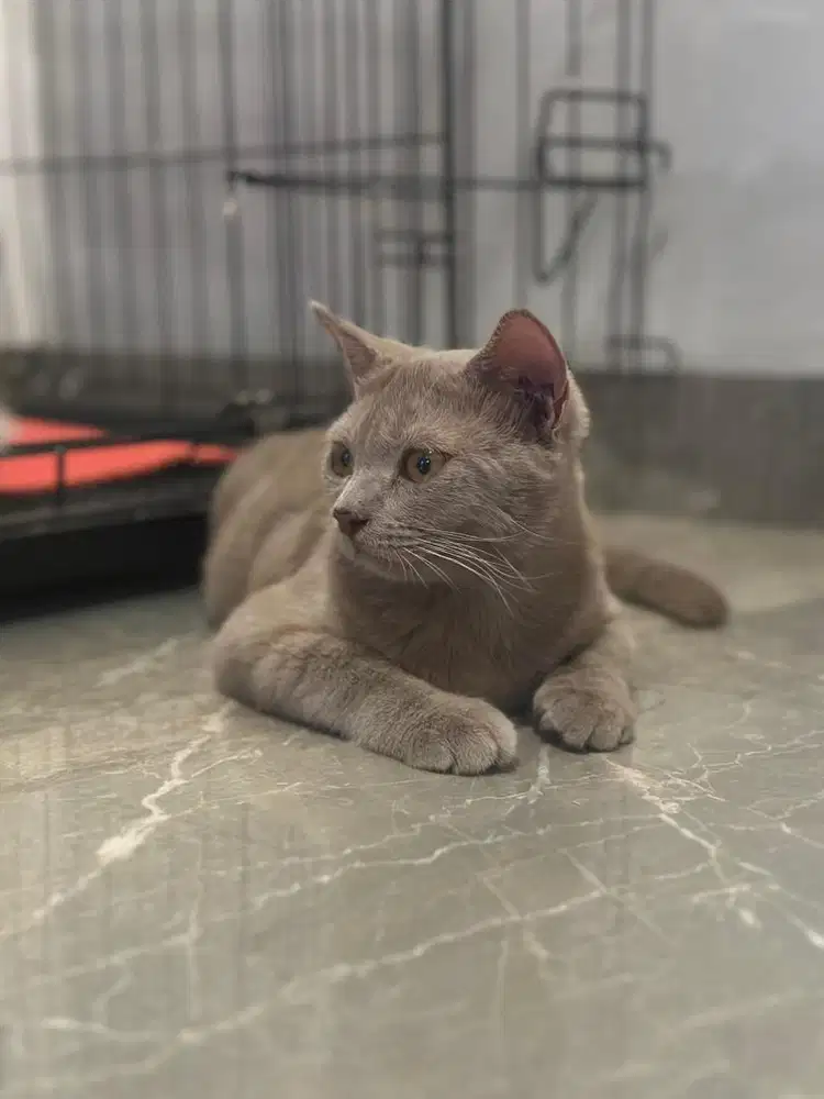 Kucing BSH Lilac Jantan