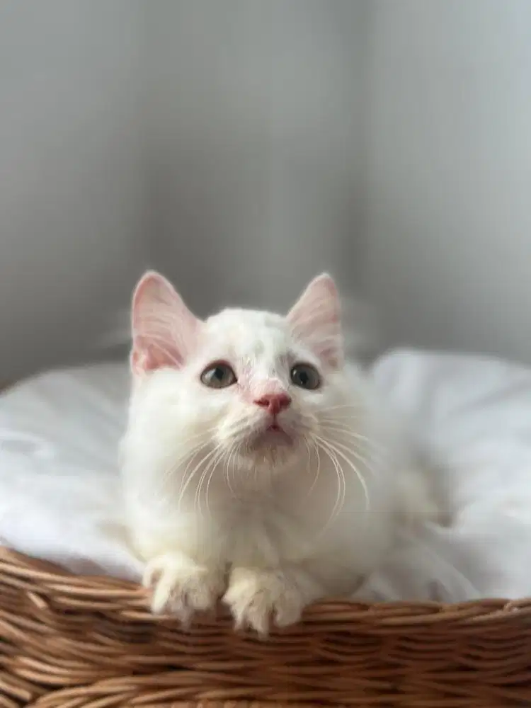 Kucing Munchkin Cebol Jantan