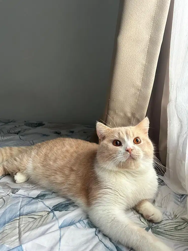 Kucing BSH Mix Persia