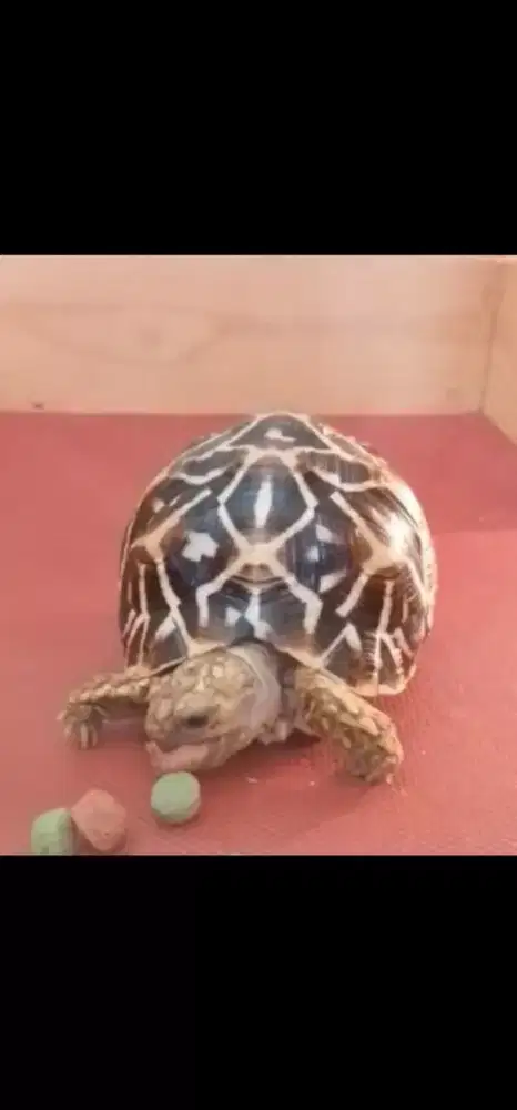 Kura kura darat / Tortoise Indian Star