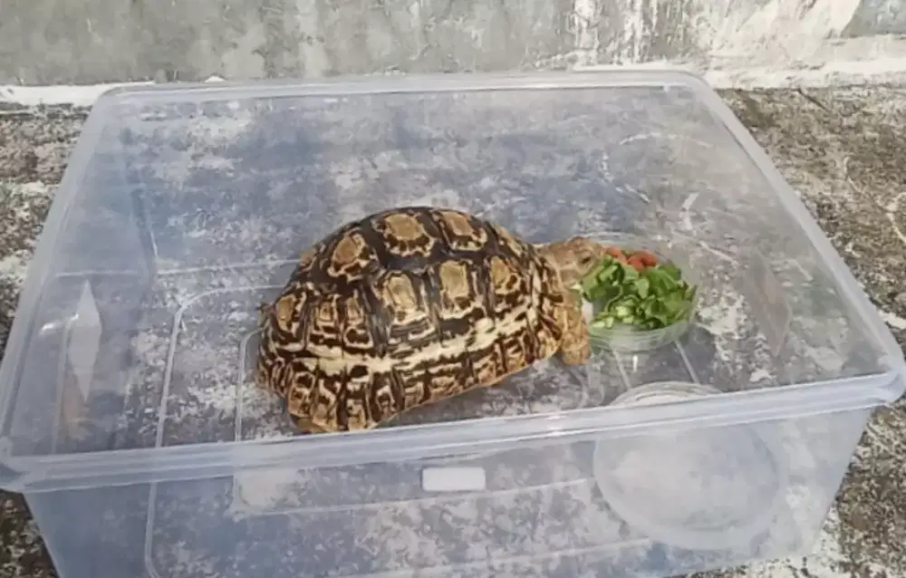 Kura kura darat Tortoise Pardalis / Leopard