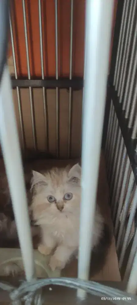 Kitten Persia cewek usia 3 bulanan